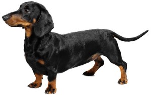 dachsund